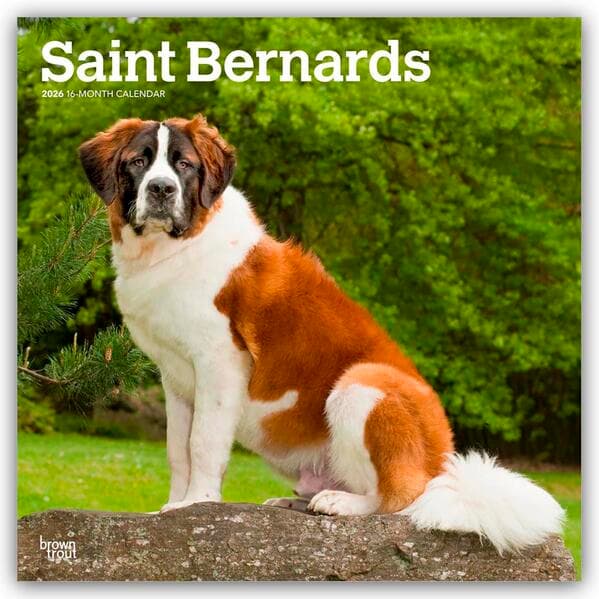 Saint Bernards - Bernhardiner 2026 - 16-Monatskalender