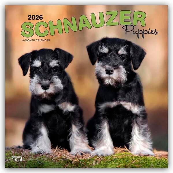 Schnauzer Puppies - Schnauzer Welpen 2026 - 16-Monatskalender