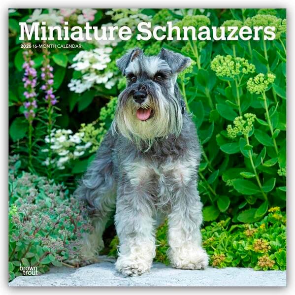 Miniature Schnauzers - Zwergschnauzer 2026 - 16-Monatskalender