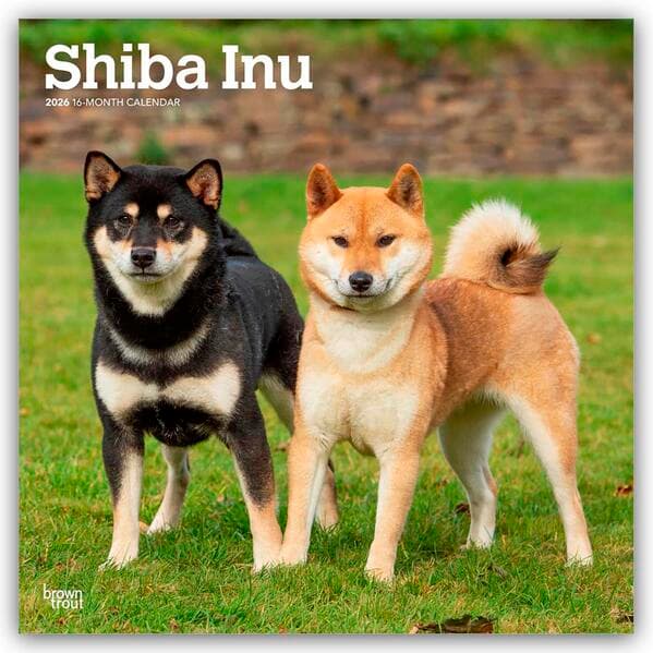 Shiba Inu - Shiba 2026 - 16-Monatskalender