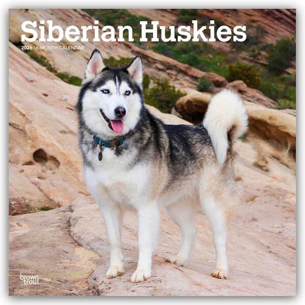 Siberian Huskies - Siberian Husky 2026 - 16-Monatskalender