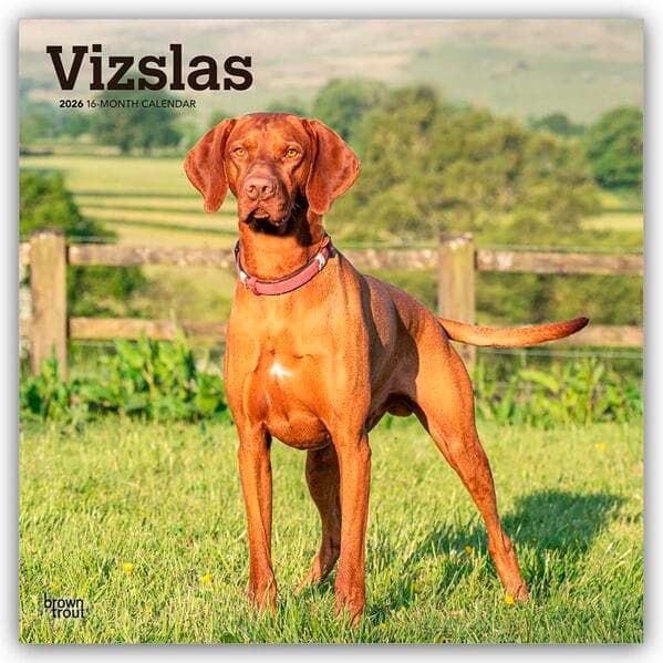Vizslas - Kurzhaariger Ungarischer Vorstehhund 2026 - 16-Monatskalender