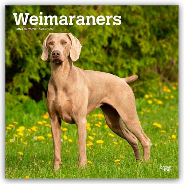 Weimaraners - Weimaraner 2026 - 16-Monatskalender