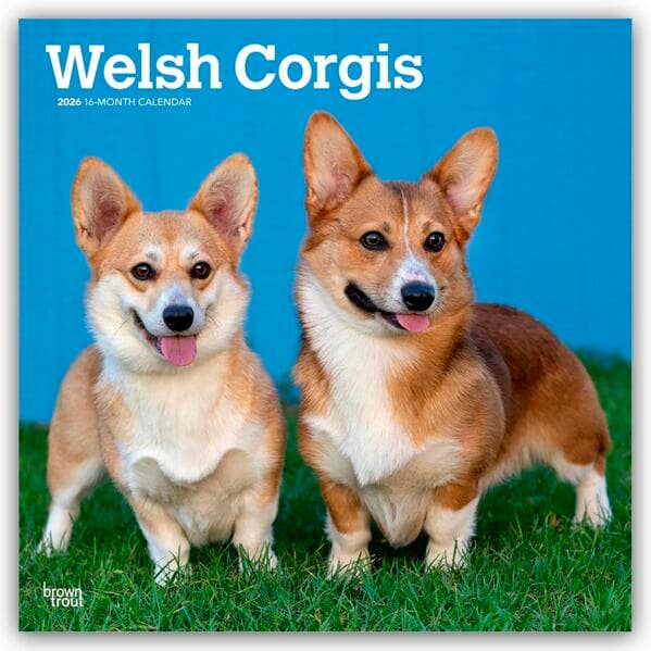 Welsh Corgis - Welsh Corgi 2026 - 16-Monatskalender