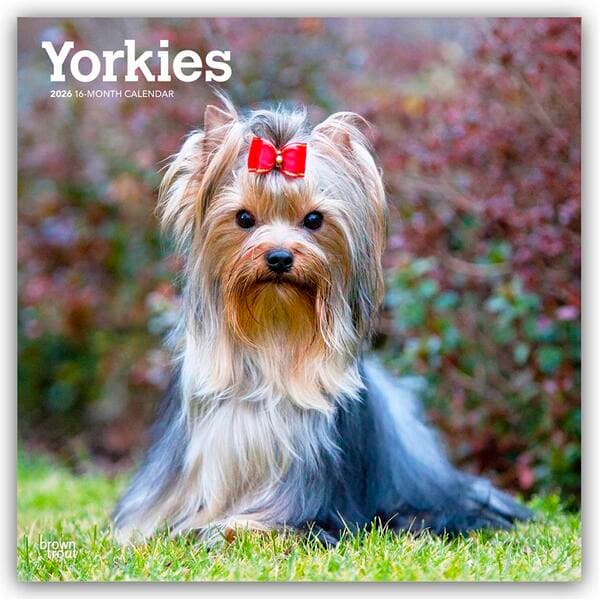 Yorkshire Terriers - Yorkshire Terrier - Yorkies 2026 - 16-Monatskalender