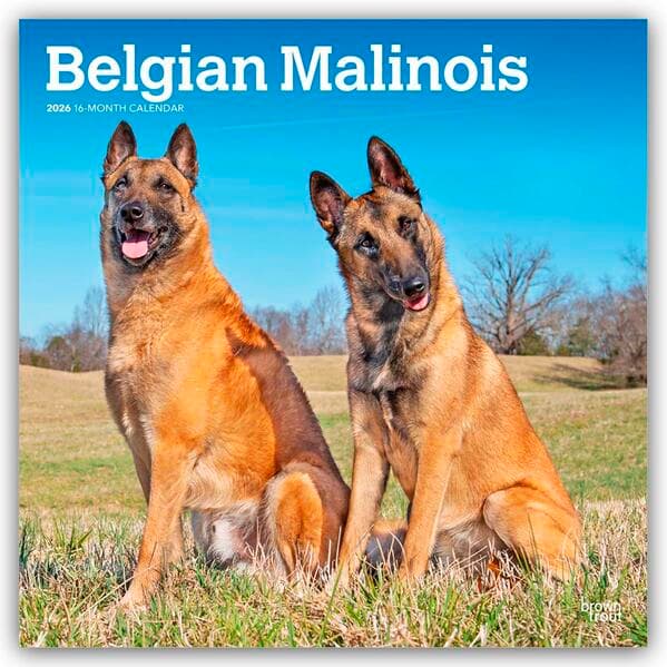 Belgian Malinois 2026 - 16-Monatskalender