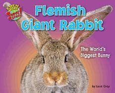 Flemish Giant Rabbit