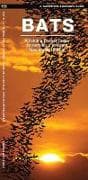 Bats