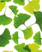 DK Emotion Mini Ginko Emotion 49-6012