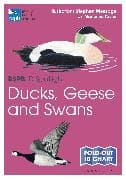 RSPB ID Spotlight - Ducks, Geese and Swans