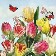 Postkarte. Auguri. Tulpen