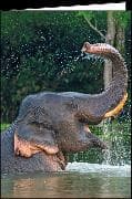 Doppelkarte. Elefant