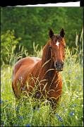 Doppelkarte. Pferd