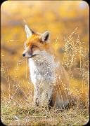 Postkarte. Fuchs / blanko