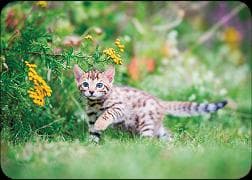 Postkarte. Junge Katze / blanko