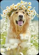 Postkarte / Hund mit Blumenkranz / blanko / hoch