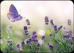 Postkarte / Lavendel und Schmetterling / blanko / Quer