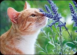 Postkarte / Katze mit Lavendel / blanko / Quer