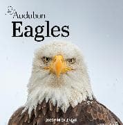 Audubon Eagles Mini Wall Calendar 2026