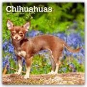 Chihuahuas 2026 - 16-Monatskalender