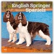 English Springer Spaniels 2026 - 16-Monatskalender