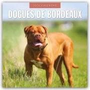 Dogues de Bordeaux - Bordeauxdoggen - Bordeaux Doggen 2026 - 16-Monatskalender