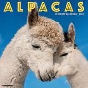 Alpacas 2026 12 X 12 Wall Calendar