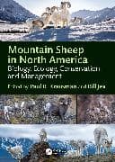 Mountain Sheep in North America