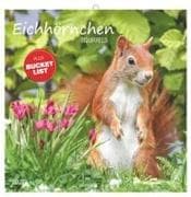 Eichhörnchen 2027