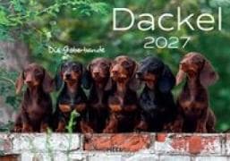 Dackel 2027 Wandkalender