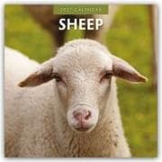 Sheep - Schafe 2027 - 16-Monatskalender