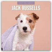 Jack Russells - Jack Russell Terrier 2027 - 16-Monatskalender