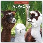 Alpacas - Alpakas 2027 - 16-Monatskalender