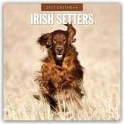 Irish Setters - Irischer Setter 2027 - 16-Monatskalender
