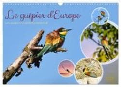 Le guêpier d'Europe (Calendrier mural 2027 DIN A3 vertical), CALVENDO calendrier mensuel