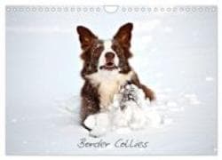 Border Collies (Wandkalender 2027 DIN A4 quer), CALVENDO Monatskalender