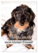 Der Dackel - mein kleiner Freund (Wandkalender 2027 DIN A2 hoch), CALVENDO Monatskalender