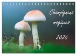 Champignons magiques (Calendrier de bureau 2027 DIN A5 vertical), CALVENDO calendrier mensuel