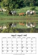 Weingarten-Kalender Fliegende Mähnen 2008