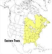 A Peterson Field Guide to Eastern Trees